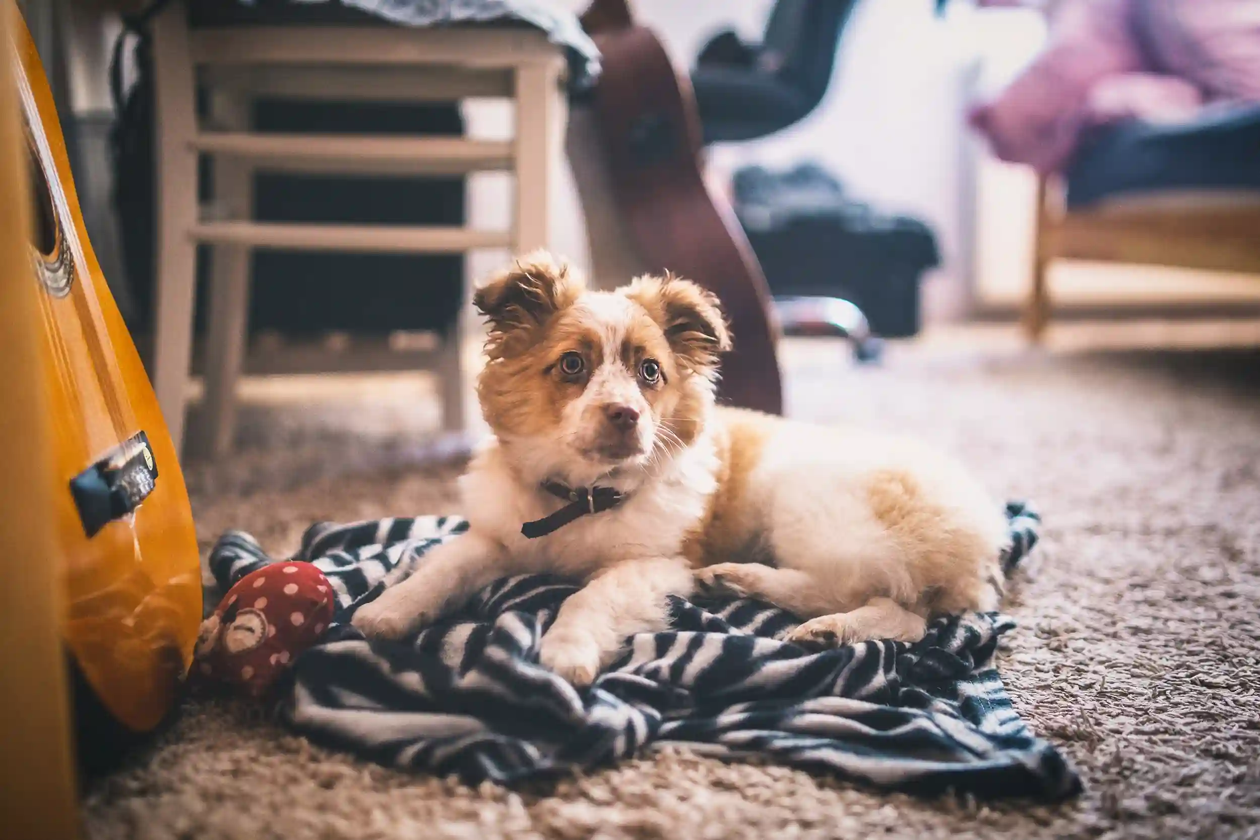 How to Clean Up Diarrhea on Carpet